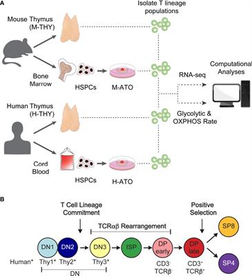 The Metabolic Landscape of Thymic T Cell Development In Vivo and In Vitro